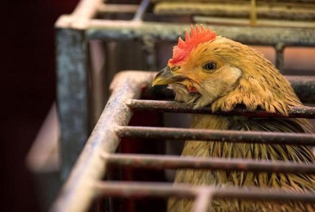 Filipinas reporta primer brote de gripe aviar hinh anh 1