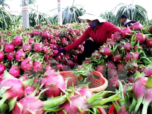 Vietnam busca exportar mas verduras y frutas a China hinh anh 1