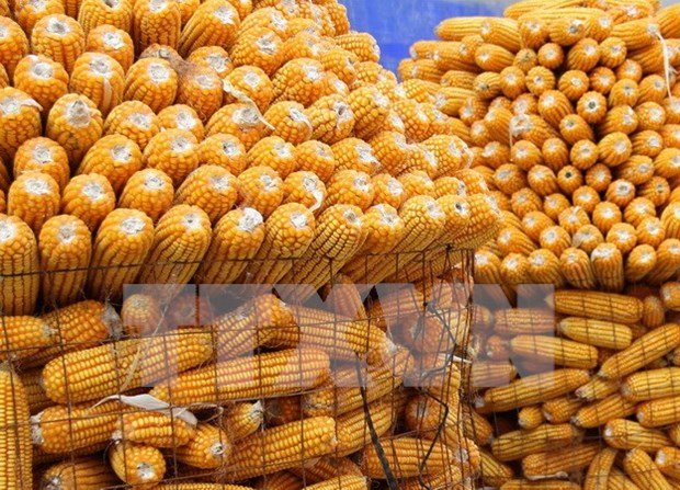 Vietnam gasta 1,7 mil millones de dolares en importacion de maiz hinh anh 1