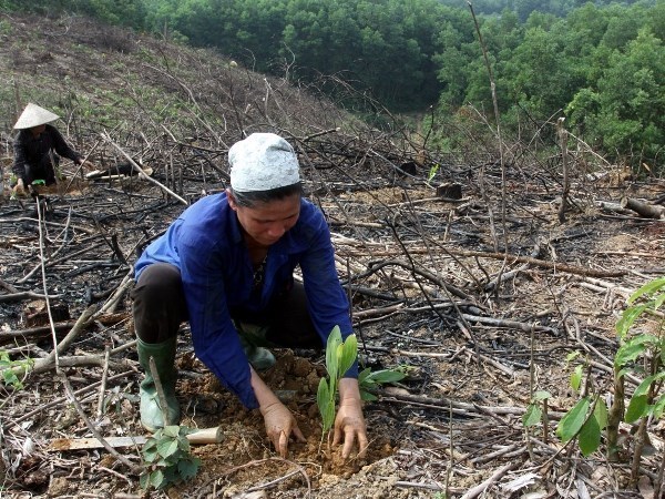 Debaten en Hanoi sobre mejoramiento de gestion forestal en region de Mekong hinh anh 1