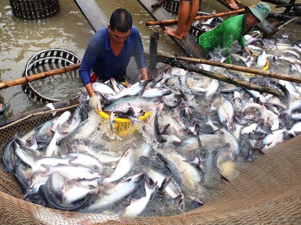 Senalan ventajas y desafios de Vietnam ante orden de revision de pescado importado por EE.UU. hinh anh 1