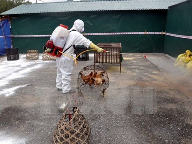 Vietnam fomenta medidas preventivas contra gripe aviar hinh anh 1