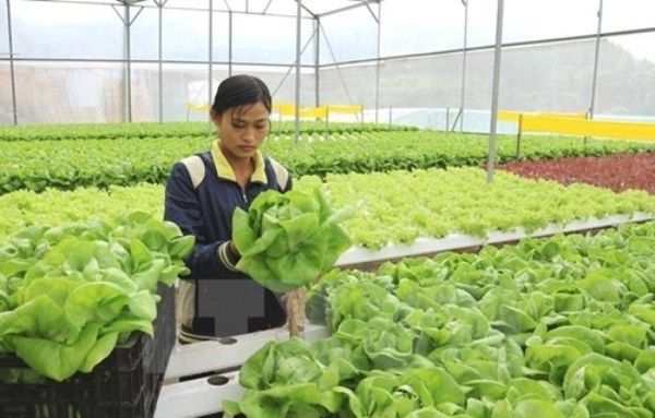 Provincia de Quang Nam continua el desarrollo de nueva ruralidad hinh anh 1