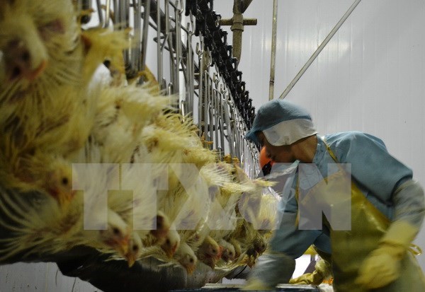 Exportan primer lote de pollo vietnamita a Japon hinh anh 1