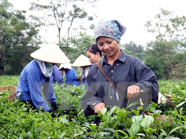 Vietnam aumenta exportaciones de te hinh anh 1