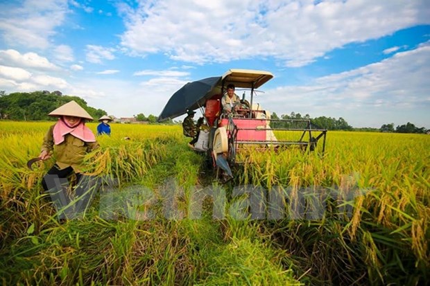 Exportaciones de productos agricolas, acuicolas y silvicolas de Vietnam registran notable incremento hinh anh 1