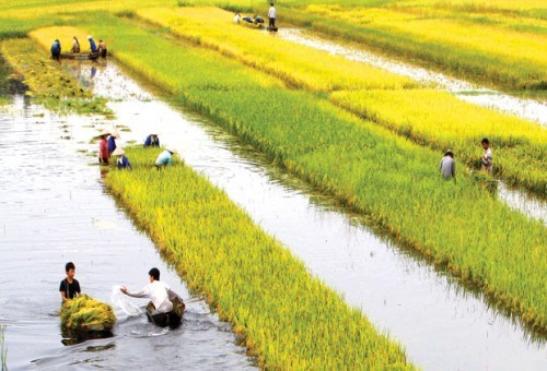 Delta del Mekong promueve productos locales hinh anh 1