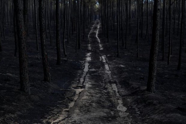 Vietnam expresa pesame a Portugal por incendios forestales hinh anh 1