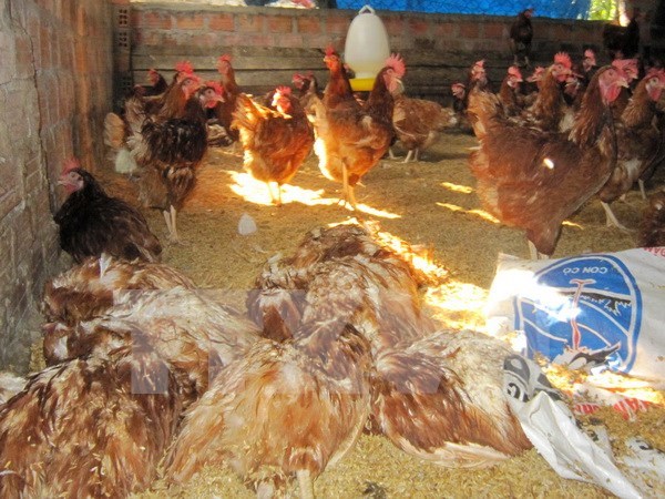 Hanoi fomenta prevencion de gripe aviar despues de inundaciones hinh anh 1