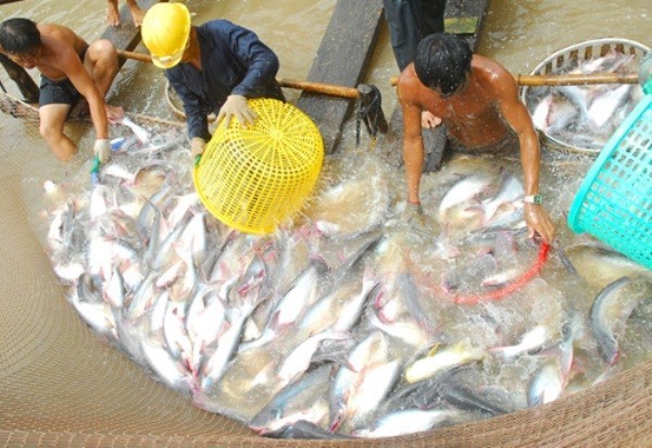 Efectuan en Vietnam concurso gastronomico de pescado Tra hinh anh 1
