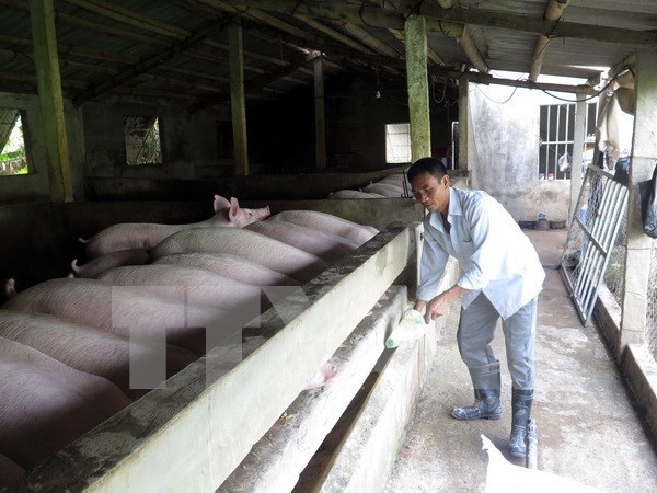 Empresa vietnamita busca penetrar en mercado sudcoreano de carne porcina hinh anh 1
