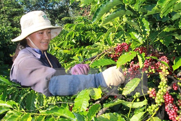 Exportacion de cafe de Vietnam disminuyen un 23 por ciento en 10 meses de 2017 hinh anh 1