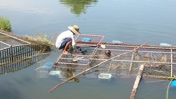 Vietnam impulsa aplicacion de tecnologias modernas en la cria de animales acuaticos hinh anh 1
