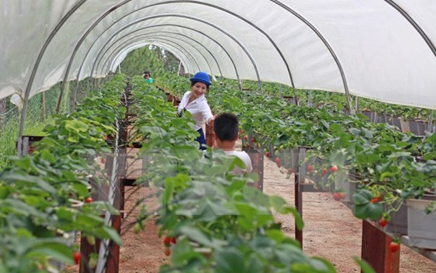 Vietnam estimula inversion en agricultura de alta tecnologia hinh anh 1