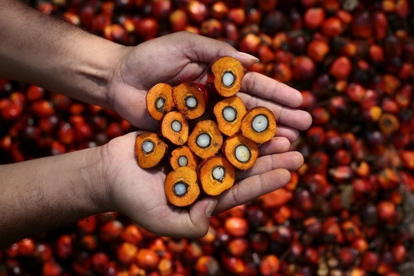 Indonesia: Tendencia creciente de exportacion de aceite de palma crudo hinh anh 1