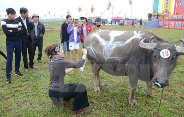 Celebran en Vietnam competencia de pinturas sobre bufalos hinh anh 1