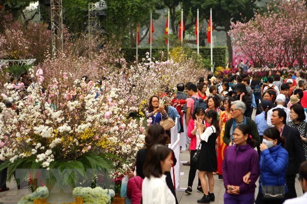 Festival de flores de cerezo en Hanoi se extiende hasta hoy hinh anh 1