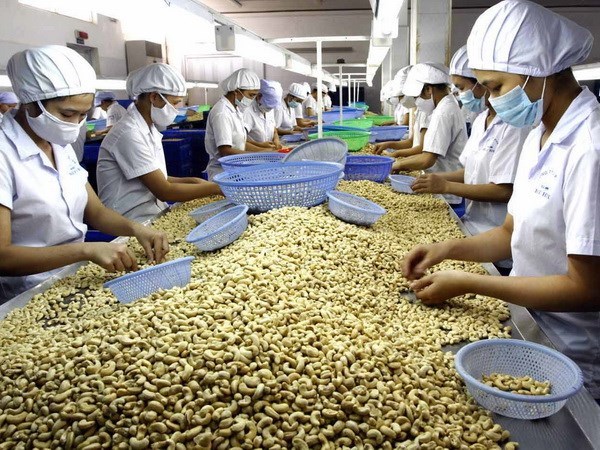 Alza notable en valor de exportaciones de anacardos vietnamitas hinh anh 1