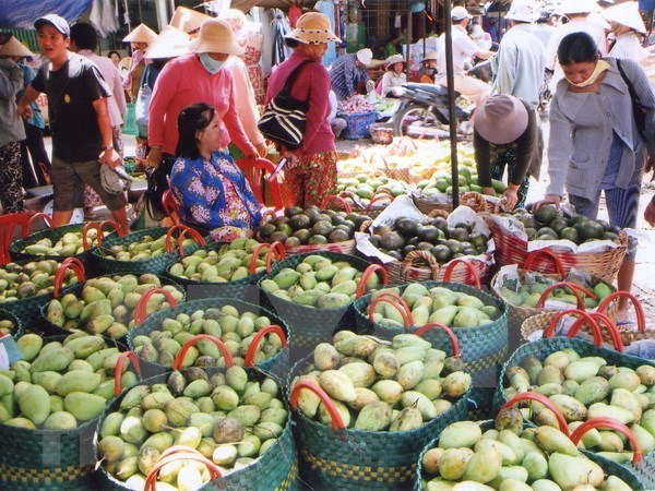 Vietnam exportara famoso mango Hoa Loc a Singapur hinh anh 1