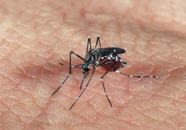 Vietnam se encamina a la erradicacion del dengue hinh anh 1