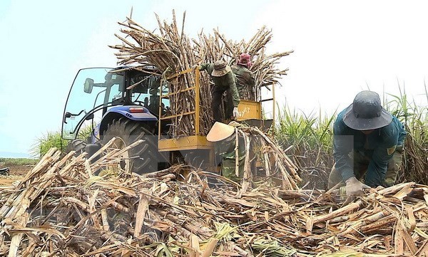 Vietnam mantendra area de cana de azucar en 300 mil hectareas para 2030 hinh anh 1