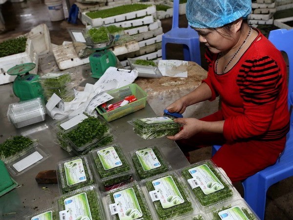 Exportaciones de frutas y vegetales de Vietnam ante grandes oportunidades y desafios hinh anh 1