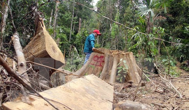 Vietnam reporta reduccion de tala ilegal de bosques hinh anh 1