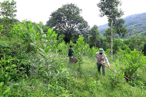 Destacan papel de organizaciones sociales en impulso de silvicultura comunitaria en ASEAN hinh anh 1