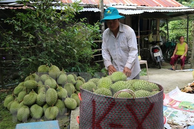 Vietnam se proponer mayor exportacion de frutas a China hinh anh 1