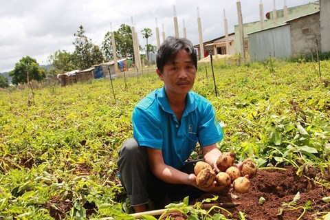 Provincia vietnamita de Lam Dong lucha contra patatas falsificadas de China hinh anh 1