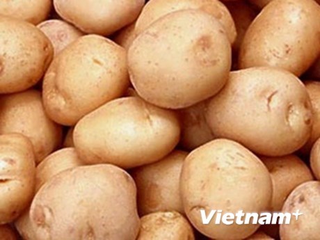 El 60 por ciento de patatas procesadas en Vietnam son importadas hinh anh 1