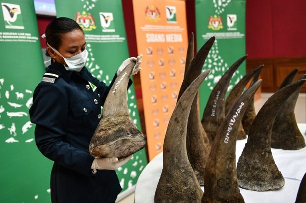 Confiscan en Malasia mayor cantidad de cuernos de rinoceronte hinh anh 1
