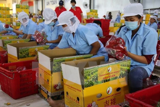 Ascienden 14 por ciento exportaciones hortofruticolas de Vietnam hinh anh 1