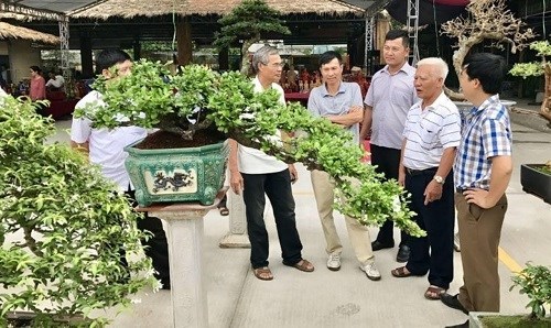 Abren en la provincia vietnamita Quang Ninh primer mercado de plantas ornamentales hinh anh 1