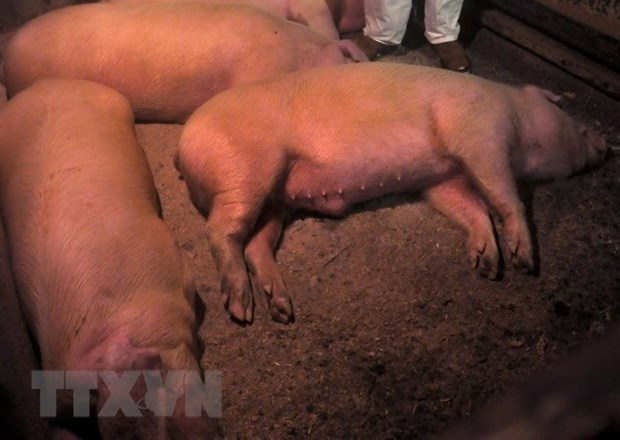 FAO se reune de urgencia en Bangkok para combatir peste porcina hinh anh 1