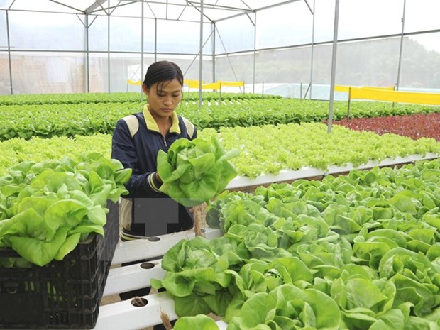 Lam Dong, mayor provincia receptora vietnamita de IED en agricultura de alta tecnologia hinh anh 1