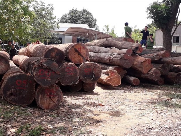 Vietnam y Camboya trabajan contra el comercio ilegal de madera hinh anh 1