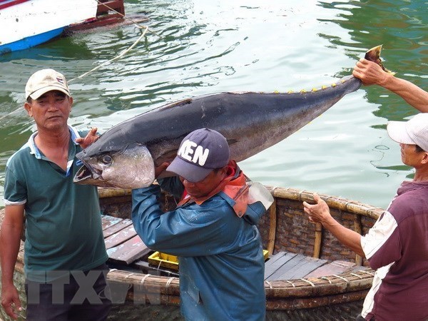 Vietnam opta por desarrollo sostenible y responsable de la pesca, asegura ministro hinh anh 1
