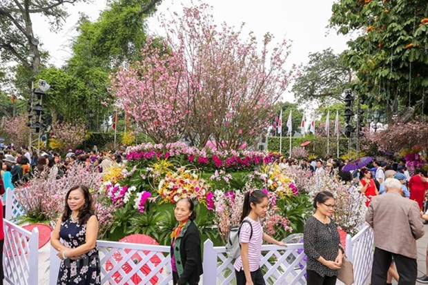 Urbe vietnamita de Da Lat se embellecera con flores de cerezo de Japon hinh anh 1