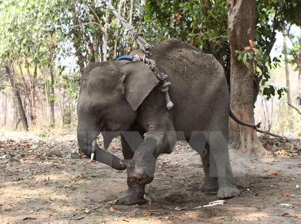 Vietnam urge conservacion de elefantes en parque nacional Vu Quang hinh anh 1