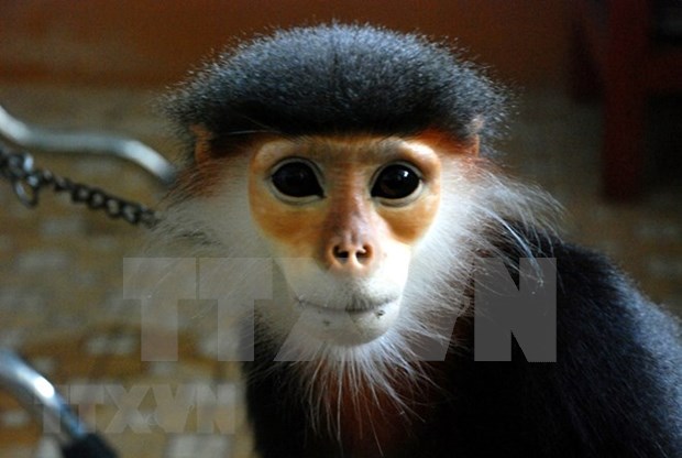 Celebran Foro sobre la conservacion de primates en provincia vietnamita de Quang Nam hinh anh 1