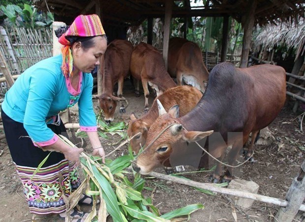 Vietnam impulsa cooperacion en bienestar social con organizaciones no gubernamentales hinh anh 1