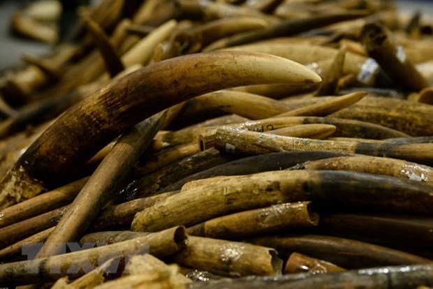 Incautan autoridades vietnamitas escamas de pangolin y colmillos de elefantes hinh anh 1