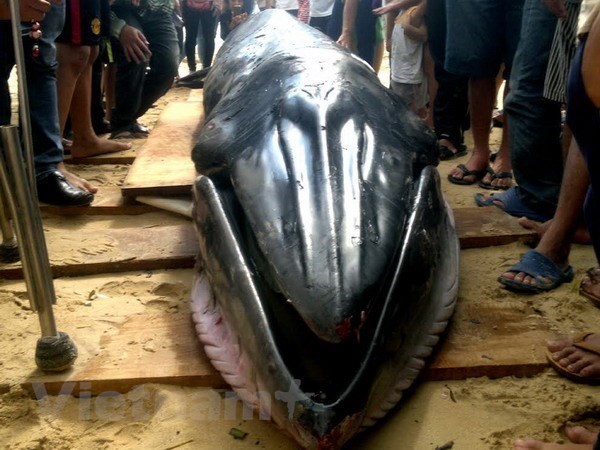 Entierran restos de ballena de 10 toneladas en Bac Lieu hinh anh 1