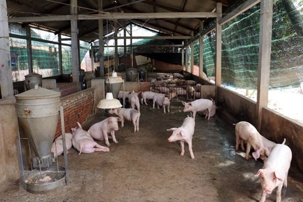 Enfrenta Vietnam alto riesgo de penetracion de la peste porcina africana hinh anh 1