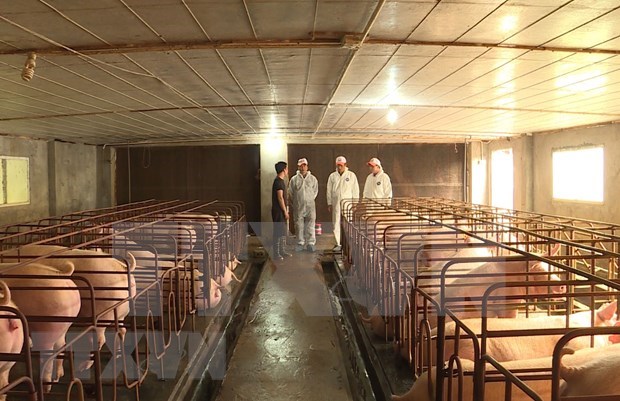 Apoyara la FAO a Vietnam para el control de la peste porcina africana hinh anh 1