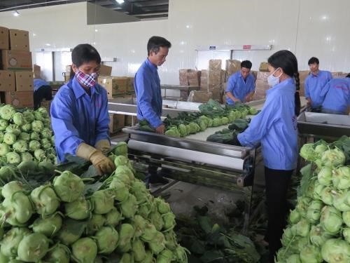 Merman exportaciones vietnamitas de frutas y verduras en el primer bimestre de 2019 hinh anh 1