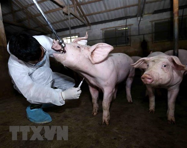 Controlan brote de fiebre porcina africana en Hanoi hinh anh 1