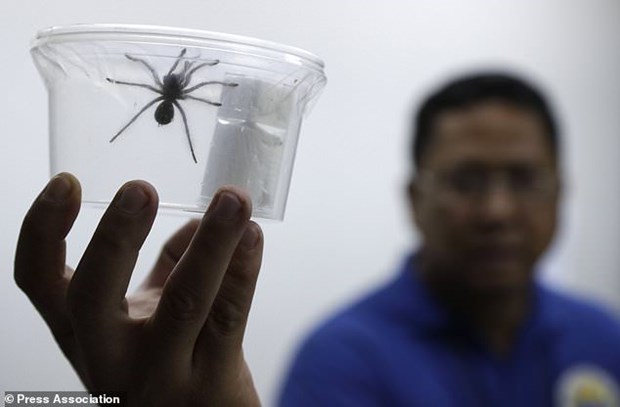 Filipinas incauta cientos de tarantulas traficadas ilegalmente hinh anh 1