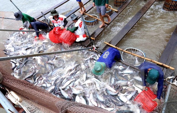 Mantendra Estados Unidos altos aranceles a importacion del pescado Tra de Vietnam hinh anh 1